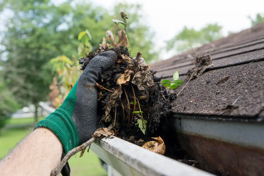 Close up of hand wearing glove, cleaning gutters during the summer time.